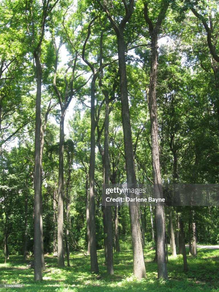 Tall Trees