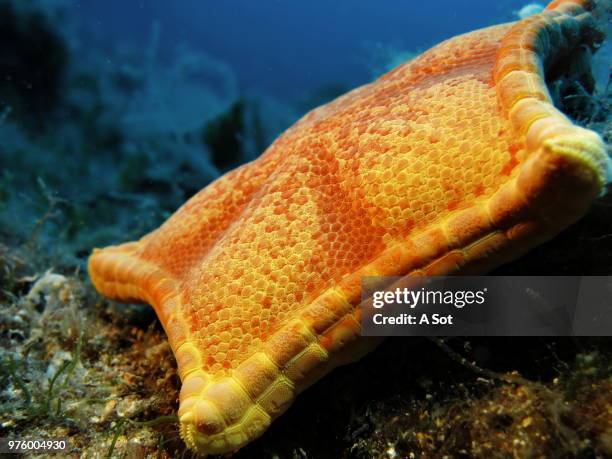 starfish - lizardfish stock pictures, royalty-free photos & images