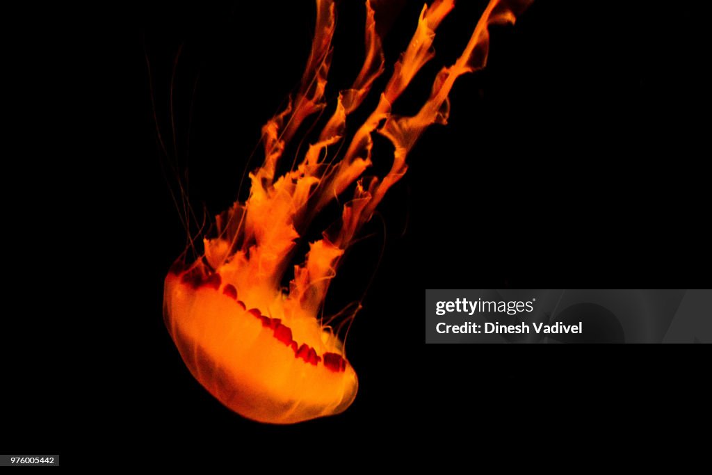 Jelly Fish