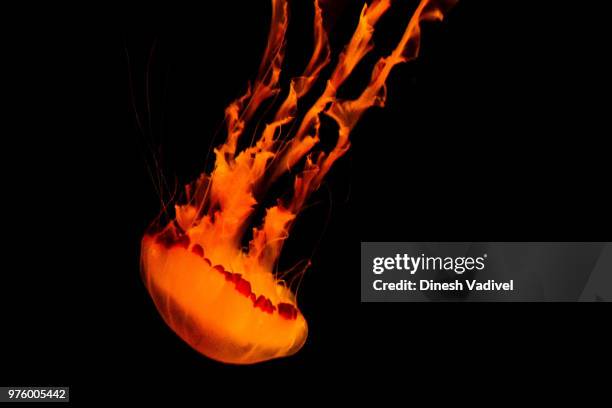 jelly fish - flame jelly stock pictures, royalty-free photos & images