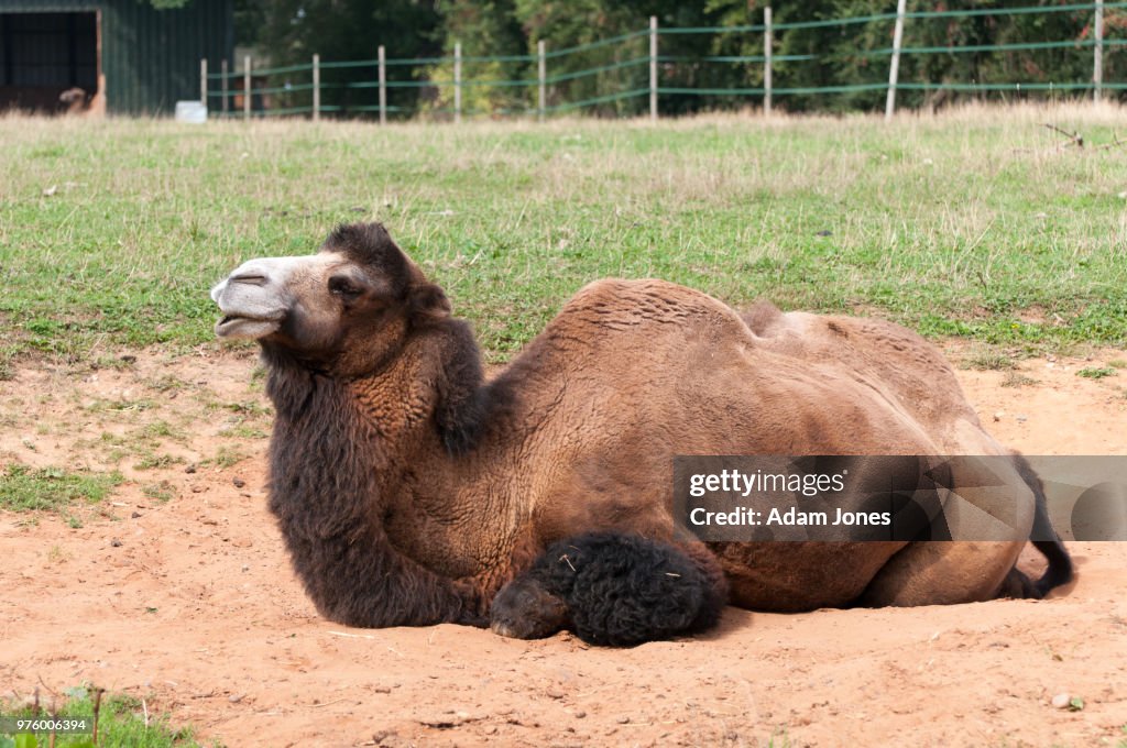 Camel