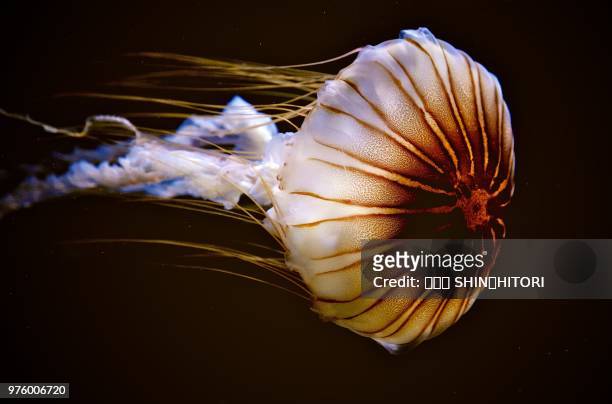 swim like a jellyfish - 心 stockfoto's en -beelden