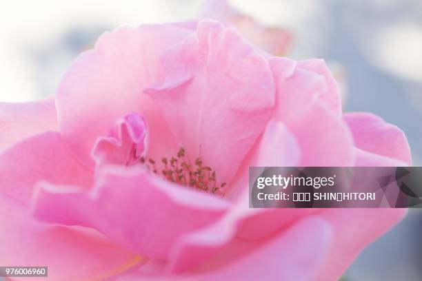 pink - 心 stockfoto's en -beelden