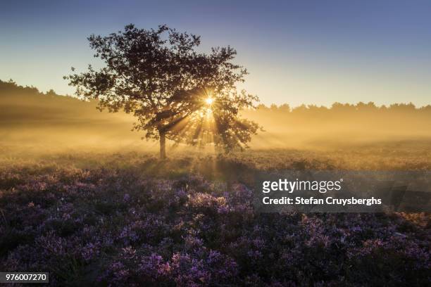sunrise over misty landscape, flanders, belgium - flanders stock pictures, royalty-free photos & images