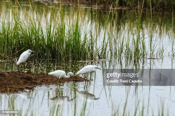 three snowy egrets - caputo - fotografias e filmes do acervo