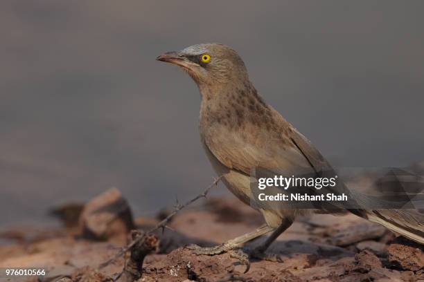 large grey babbler - thrasher stock pictures, royalty-free photos & images