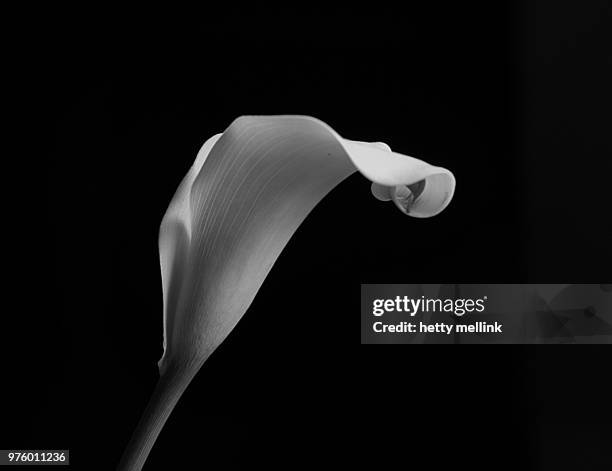 zantedeschia - calla lilies white stock-fotos und bilder