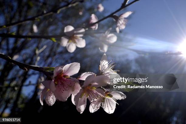 peach tree flower in bloom - manosso photos et images de collection