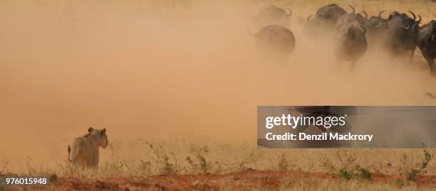 hunting lion, tsavo east national park, kenya - parc national de tsavo est photos et images de collection