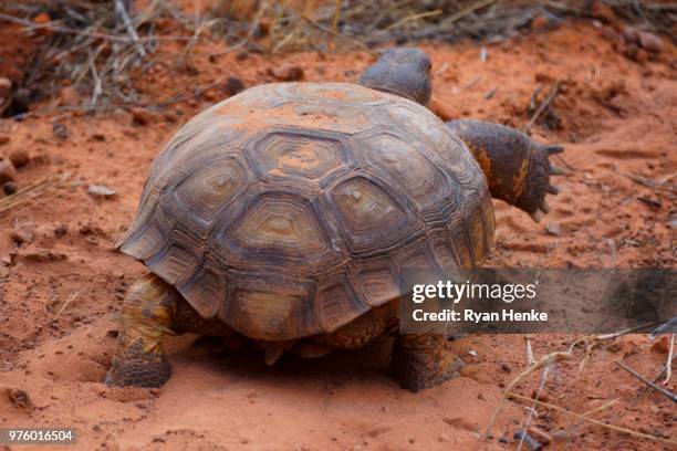 tortoise at red hills desert reserve near st george, utah - turtle shell top view stock pictures, royalty-free photos & images