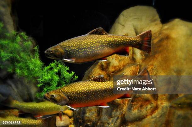 brook trout - speckled trout stock-fotos und bilder