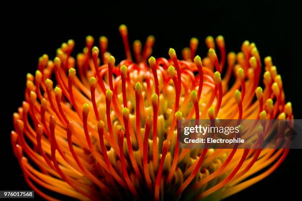 chorus - protea stock pictures, royalty-free photos & images