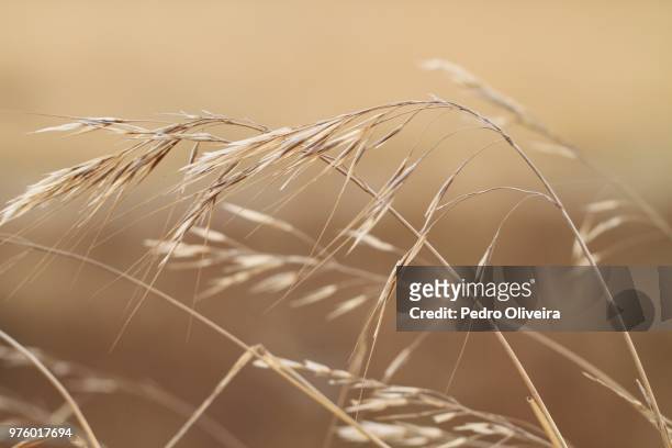 dry oat ears close-up view - エンバク ストックフォトと画像