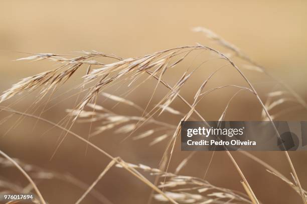 dry oat ears close-up view - oat ear stockfoto's en -beelden