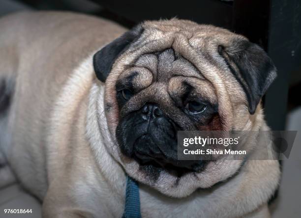 a pug called pogo! - pogo stock-fotos und bilder