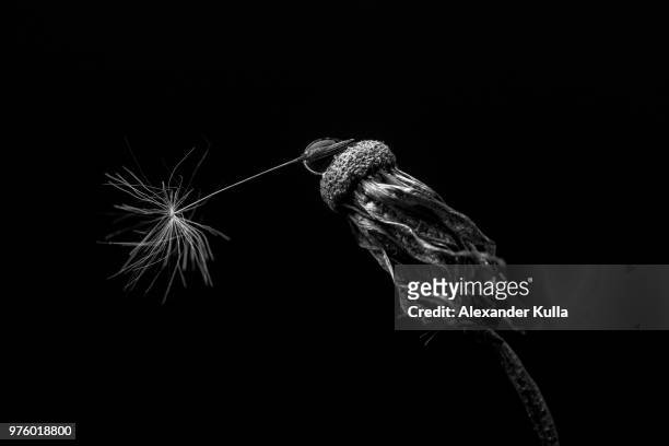 tropfen trifft pusteblume - pusteblume stock pictures, royalty-free photos & images