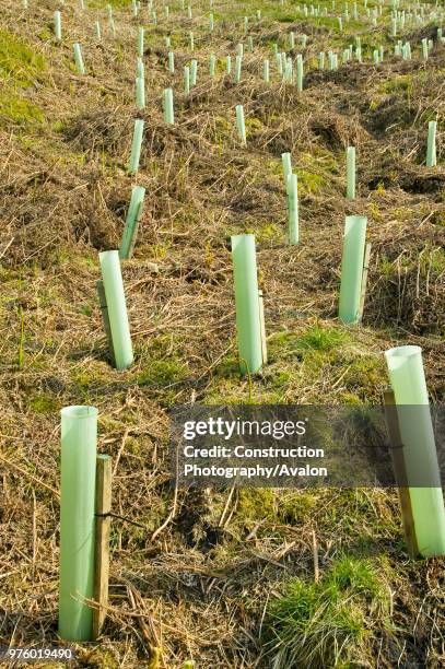 Tree planting in Geltsdale North Cumbria UK.