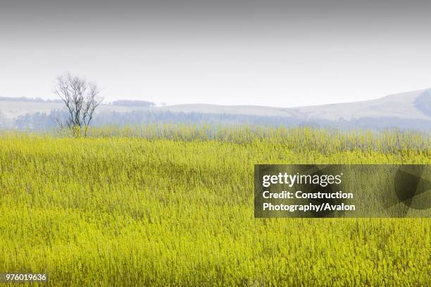 Willow being grown as a biofuel crop next to EON's biofuel power station in Lockerbie ScotlandThe power station is fuelled 100% by wood sourced from...