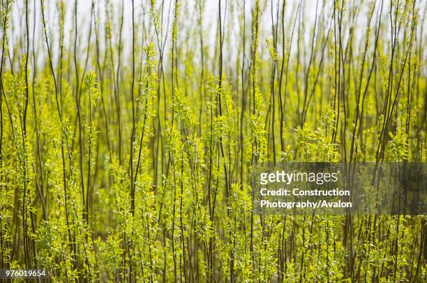 Willow being grown as a biofuel crop next to EON's biofuel power station in Lockerbie ScotlandThe power station is fuelled 100% by wood sourced from...