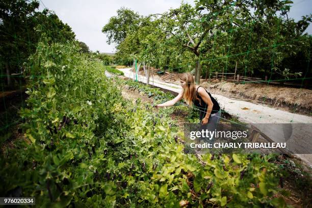 Woman works in the biological farm of the Bec-Hellouin on May 25, 2018 in Le Bec-Hellouin, northwestern France. - The Biological farm of the...