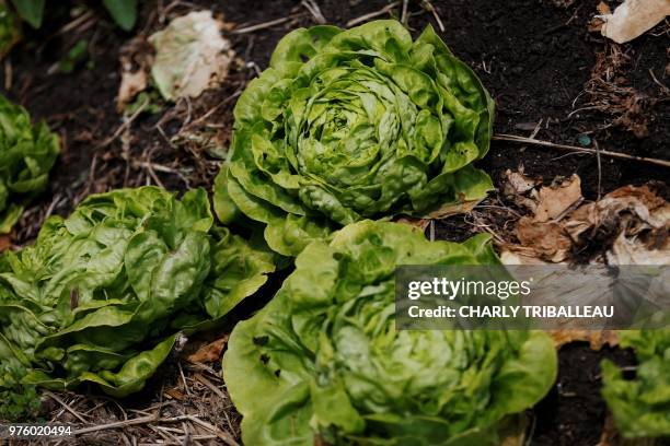 Picture taken on May 25, 2018 at the biological farm of Le Bec-Hellouin, northwestern France shows salads. - The Biological farm of the Bec-Hellouin...