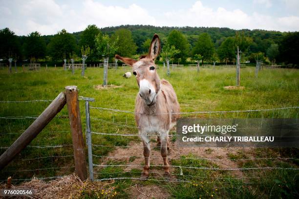 Picture taken on May 24, 2018 at the biological farm of Le Bec-Hellouin, northwestern France shows a donkey in a field. - The Biological farm of the...