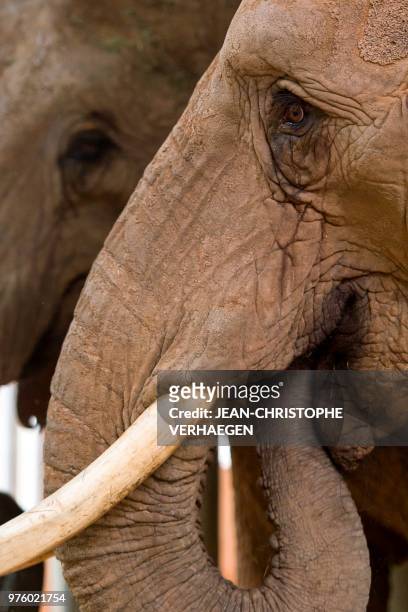 Two female elephants 'Nikita and Inga' look on in an enclosure at Amneville Zoo in Amneville, eastern France on June 15, 2018. - The pair are 35...
