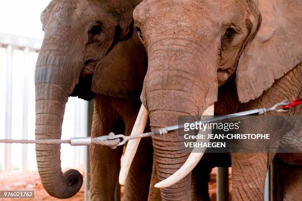 Two female elephants 'Nikita and Inga' look on in an enclosure at Amneville Zoo in Amneville, eastern France on June 15, 2018. - The pair are 35...