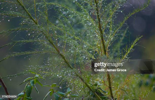 Snared Photos and Premium High Res Pictures - Getty Images