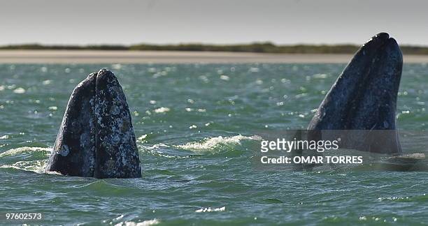 Two gray whales show their rostrums at the San Ignacio Lagoon, Baja California Sur state, Mexico on February 28, 2010. Although a debate is now...