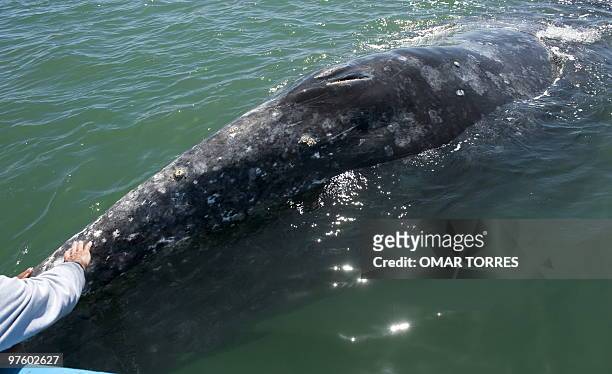 Tourists touches a female gray whale at the San Ignacio Lagoon, Baja California Sur state, Mexico on March 1, 2010. Although a debate is now raging...