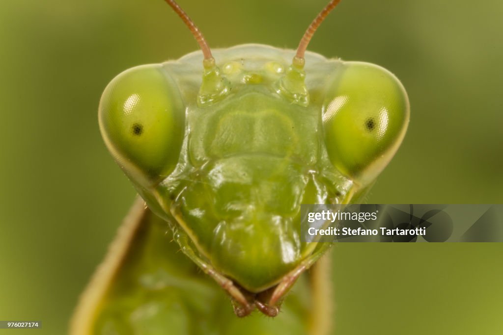 Mantis Fae Mantis Funny Face High-Res Stock Photo - Getty Images