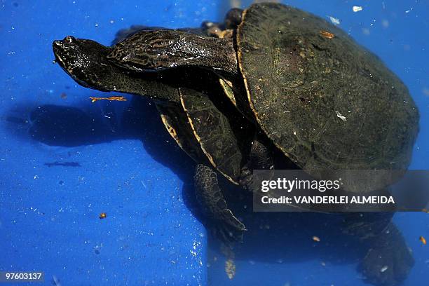 Yellow-spotted Amazon River turtles mate at the zoo in Rio de Janeiro, Brazil on March 9, 2010. This species, of the Amazonian region in northern...