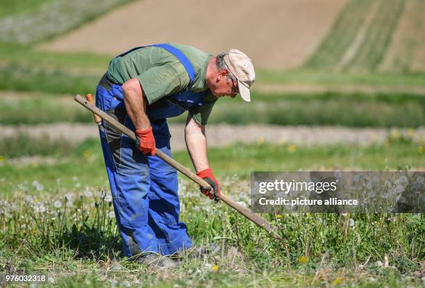 May 2018, Germany, Temmen: The employee Andreas Staatz of the company Wildsamen-Insel weeds the bed with Oregano , which is also called wild...