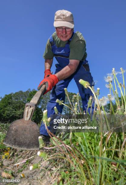 May 2018, Germany, Temmen: The employee Andreas Staatz of the company Wildsamen-Insel weeds the bed with Oregano , which is also called wild...