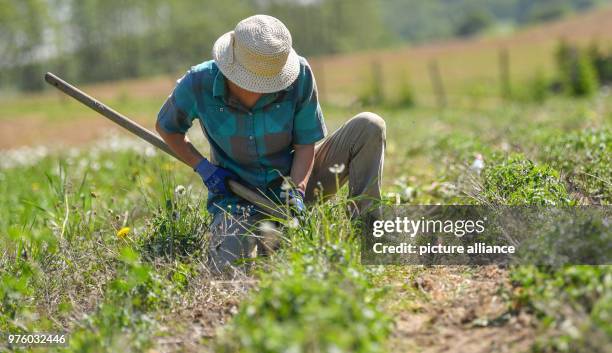 May 2018, Germany, Temmen: The employee Brigitte Erdmann of the company Wildsamen-Insel weeds the bed with Oregano , which is also called wild...