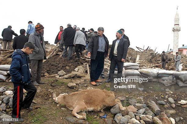 People stand near a dead cow as they stand in rubble not far from the mosque in Karakocan, in the southeastern Elazig province,, on March 8, 2010. At...