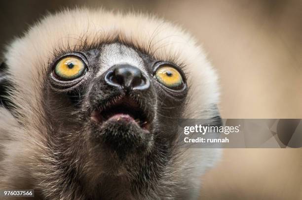 Propithecus Facial Expression Propithecus Coquereli Photos and Premium High Res Pictures - Getty Images