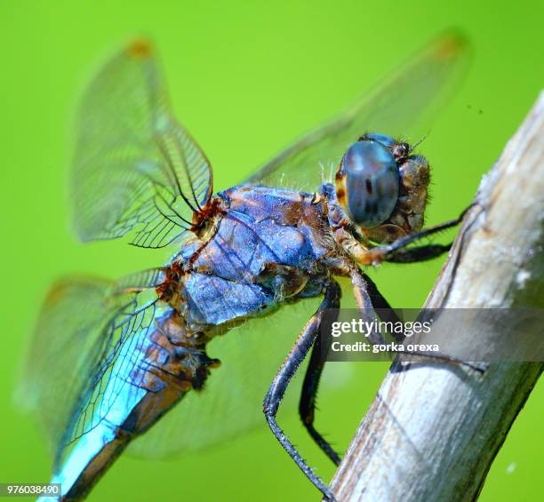 burruntzi urdinaren erretratoa biscarrosse - biscarrosse stockfoto's en -beelden