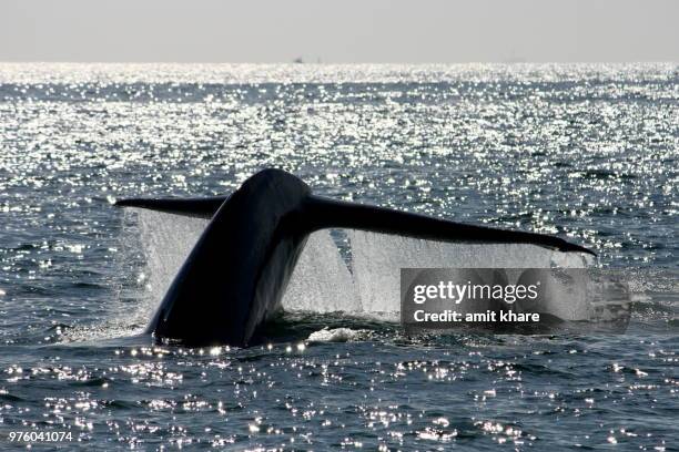 blue whale (balaenoptera musculus) tail - walflosse stock-fotos und bilder