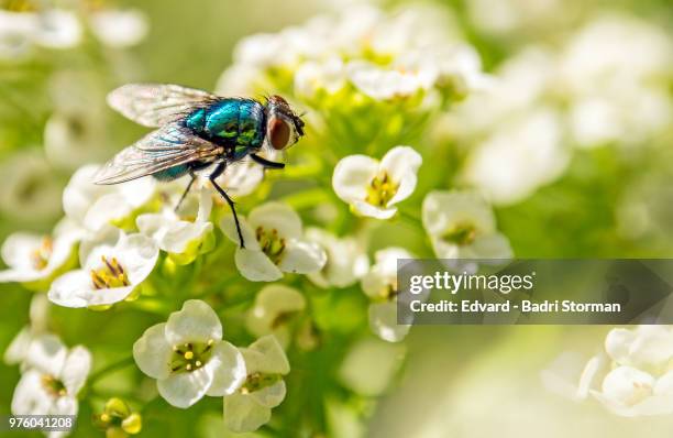bluebottle fly (calliphora vomitoria) on flower - bluebottle fly stock pictures, royalty-free photos & images