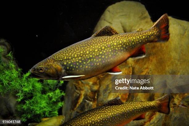 brook trout - speckled trout stock-fotos und bilder