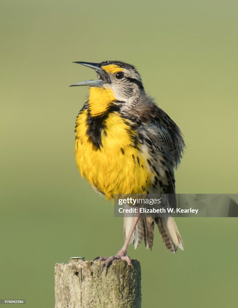Eastern Meadowlark