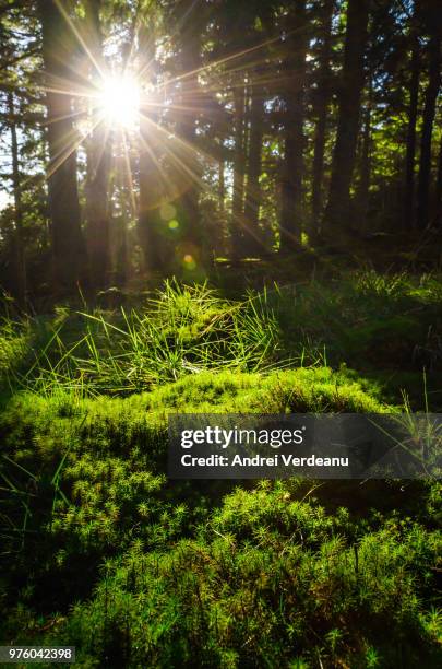 Realm Inages 419 Woodland Realm Stock Photos, High-Res Pictures, and Images - Getty ...
