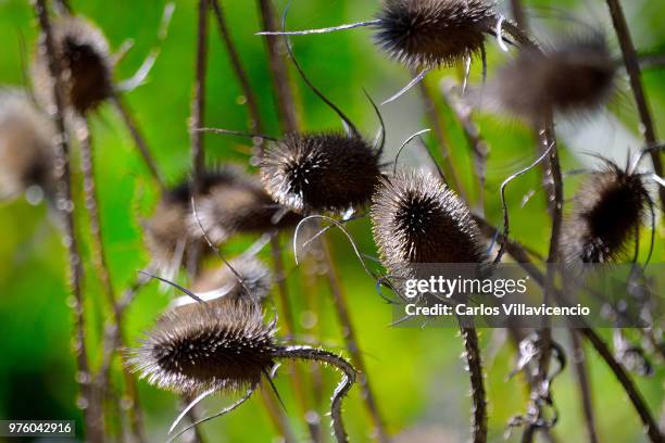 cardo silvestre o dipsacus fullonum - fauna silvestre stock-fotos und bilder