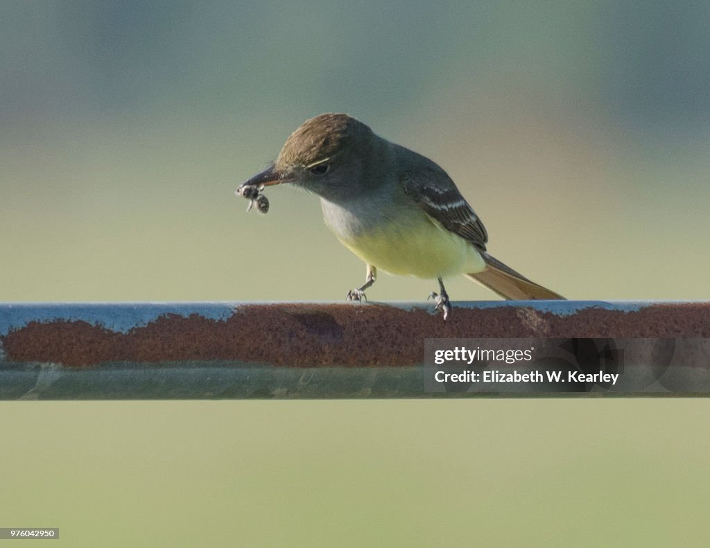 Yellow Bellied Flycatcher on a Fence with Insect