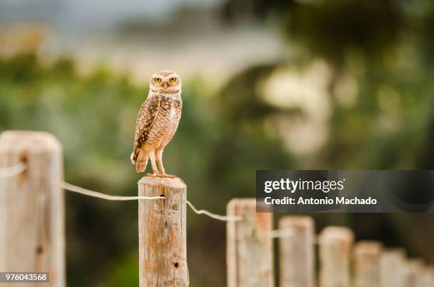 burrowing owl (athene cunicularia) perching on fence post, goiania, goias, brazil - goiania fotografías e imágenes de stock