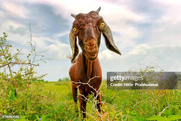 portrait of brown goat in meadow, india - goat stock-fotos und bilder