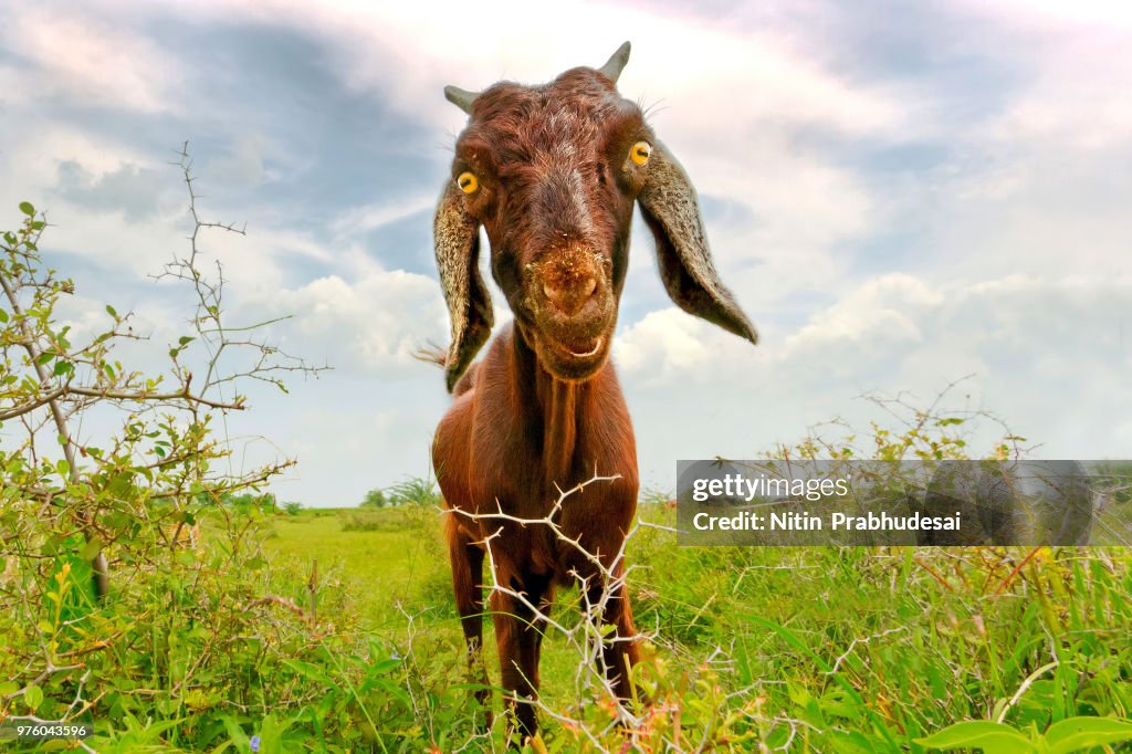 Portrait of brown goat in meadow, India