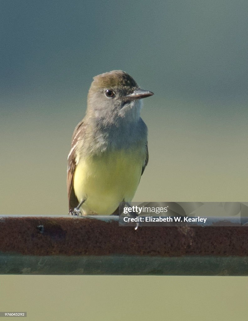 Yellow Bellied Flycatcher